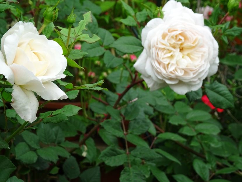 2014-09-24 21.25.07 - English rose -Crocus Rose