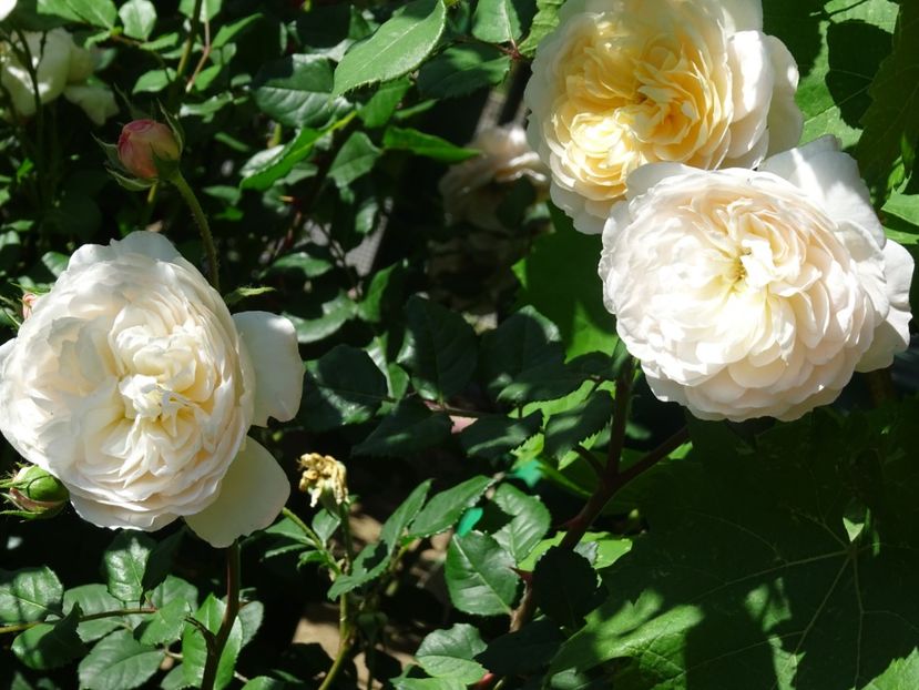 2014-10-06 21.00.21 - English rose -Crocus Rose