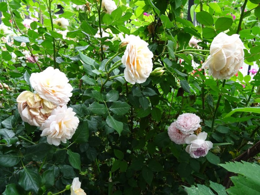 2014-10-07 20.37.34 - English rose -Crocus Rose