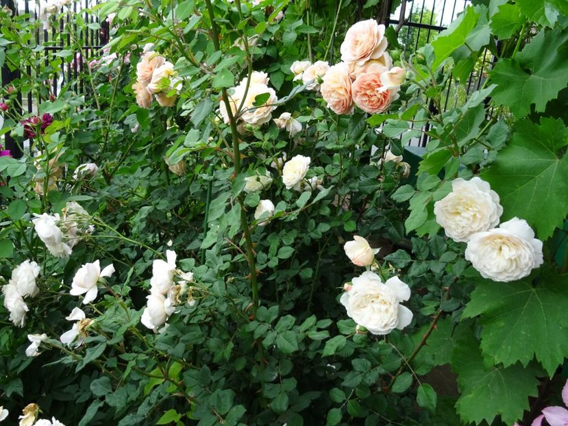 2014-10-07 20.38.13 - English rose -Crocus Rose