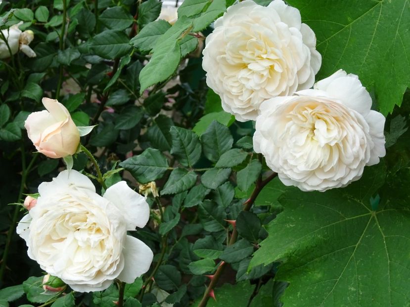 2014-10-07 20.38.20 - English rose -Crocus Rose