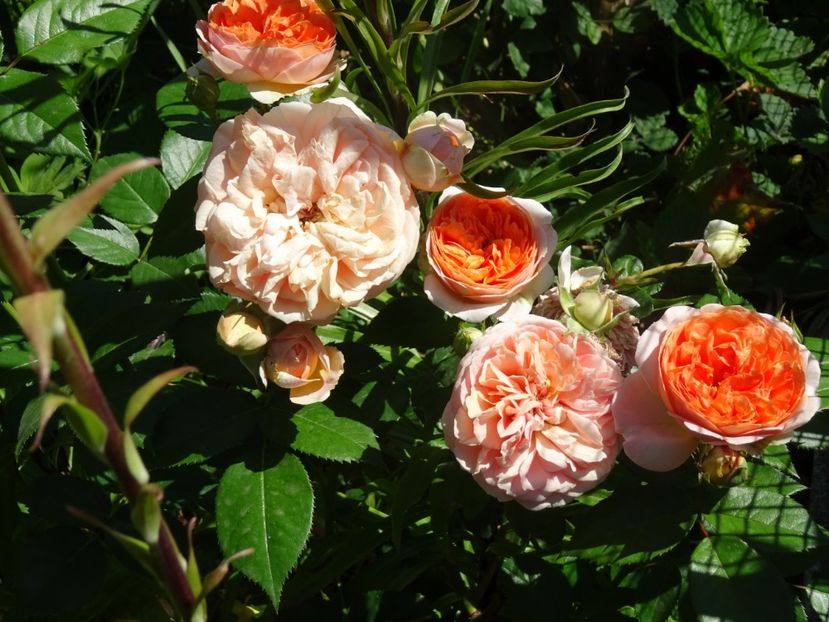 2014-10-06 21.03.29 - Tantau -Chippendale rose