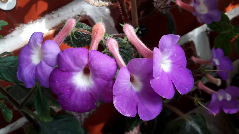 Numai aliniate le place :))) - Patens Major