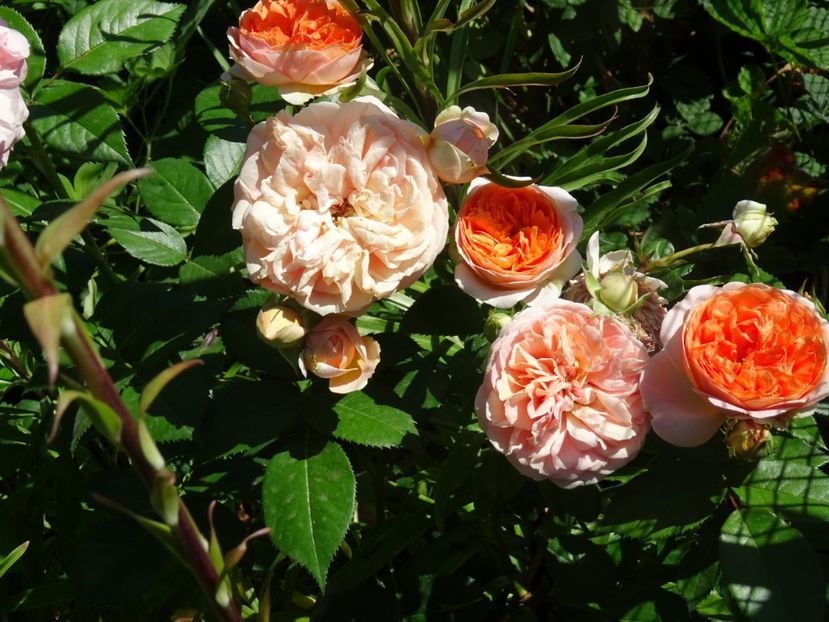 2014-10-06 21.03.58 - Tantau -Chippendale rose