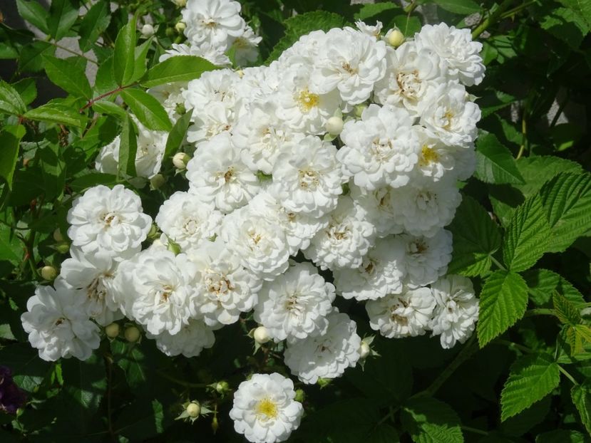 2014-10-05 02.06.26 - English rose -Francine Austin