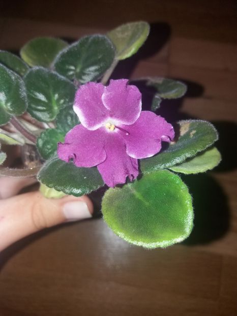  - Violete