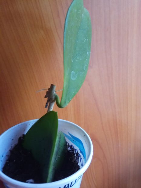 Rădăcina aeriană - de vânzare acum