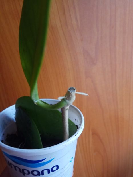 Rădăcina - de vânzare acum