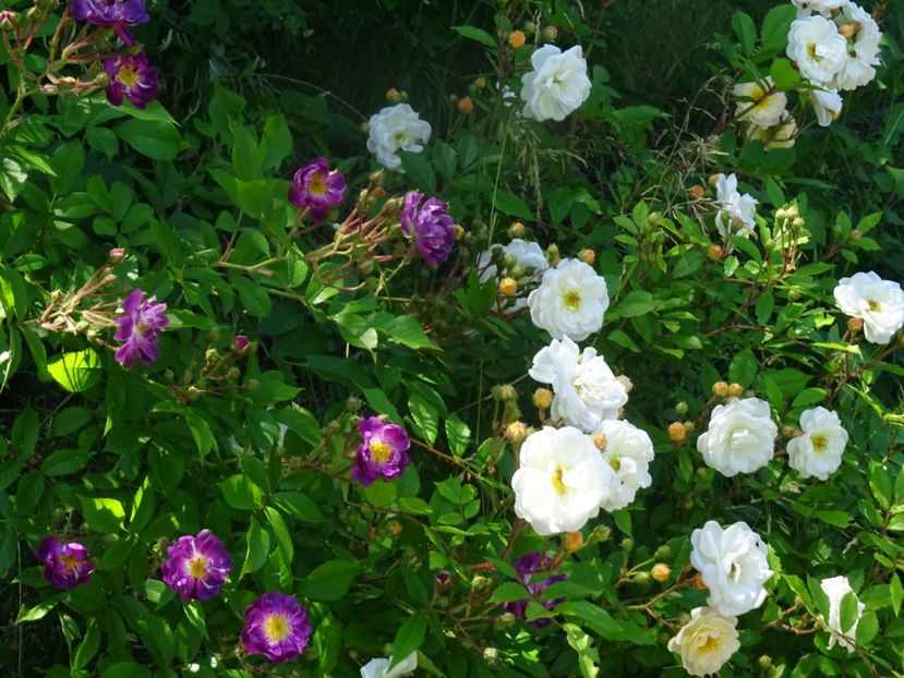 2014-09-29 00.45.16 - Louis Lens - Guirlande d Amour