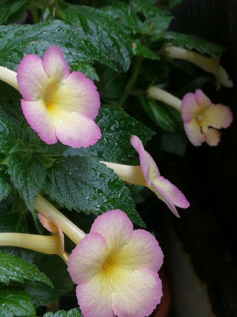  - Achimenes 2018