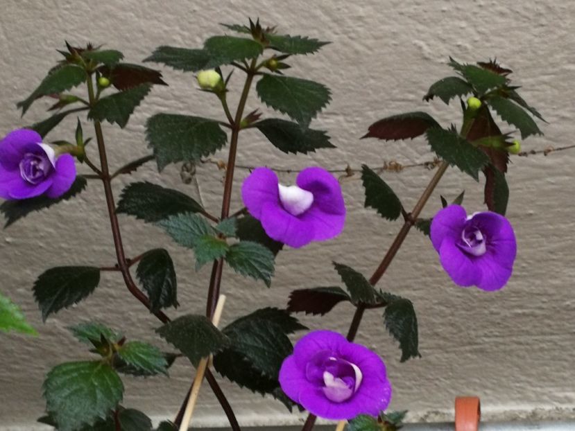  - Achimenes 2018