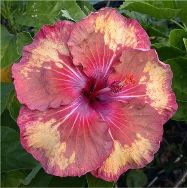 Tahitian Mahogany Sunspots - SEMINTE HIBISCUS