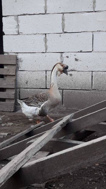 Mandru - A Gaste chinezesti si africane 2018-2019