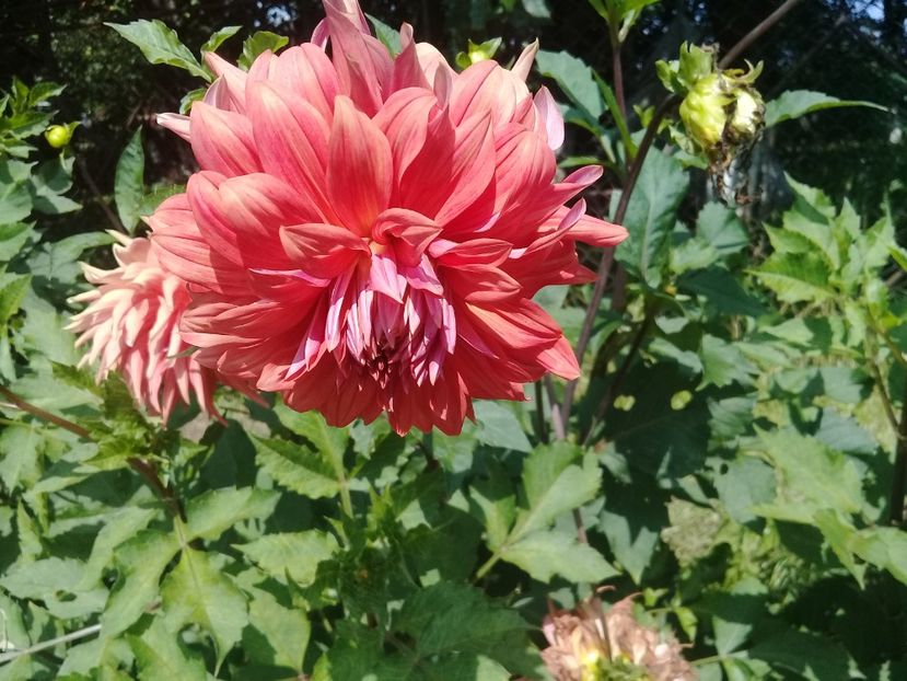  - Gladiole