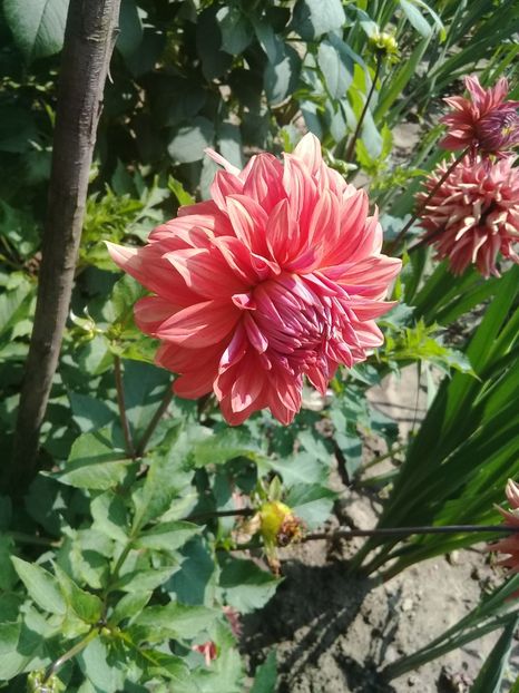  - Gladiole