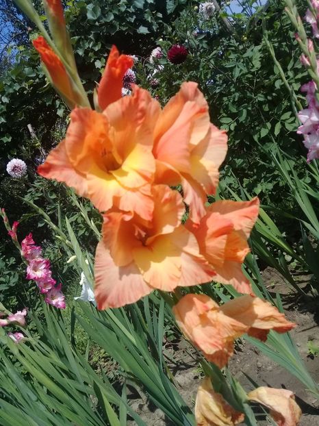  - Gladiole