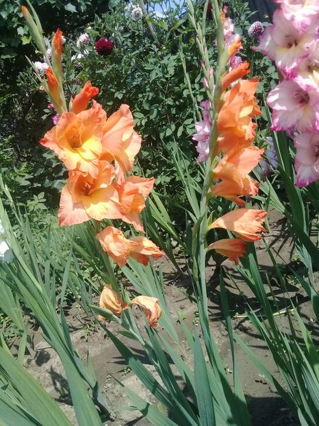  - Gladiole
