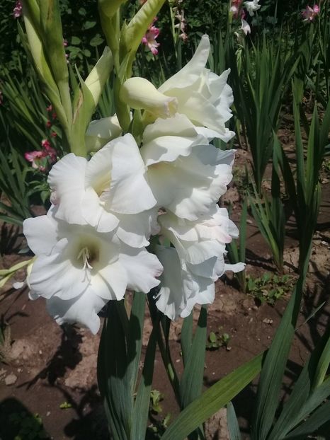  - Gladiole