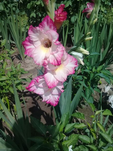  - Gladiole