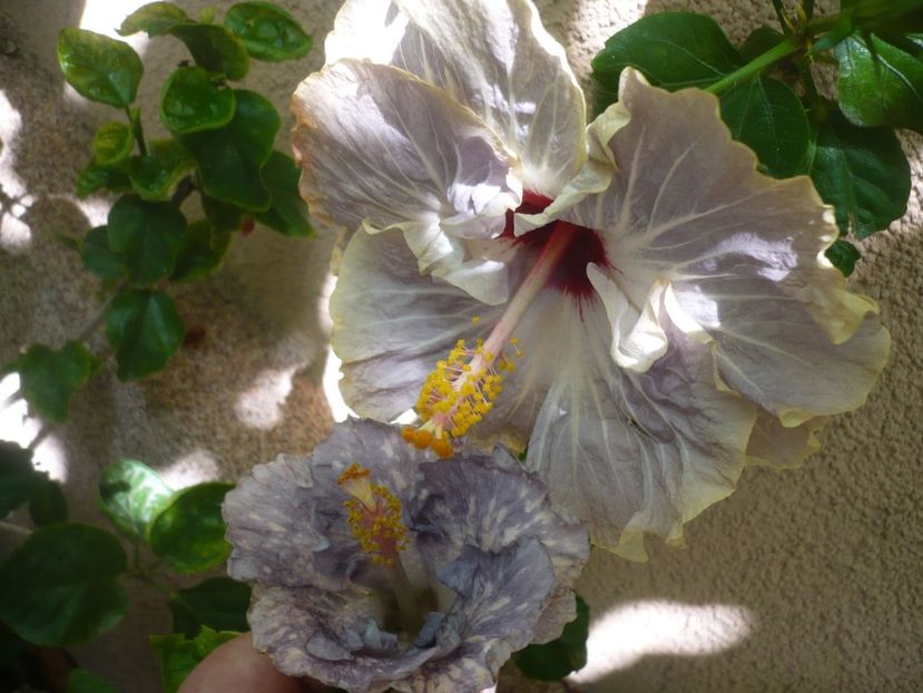 P1390003 - HIBISCUSI 2018-3