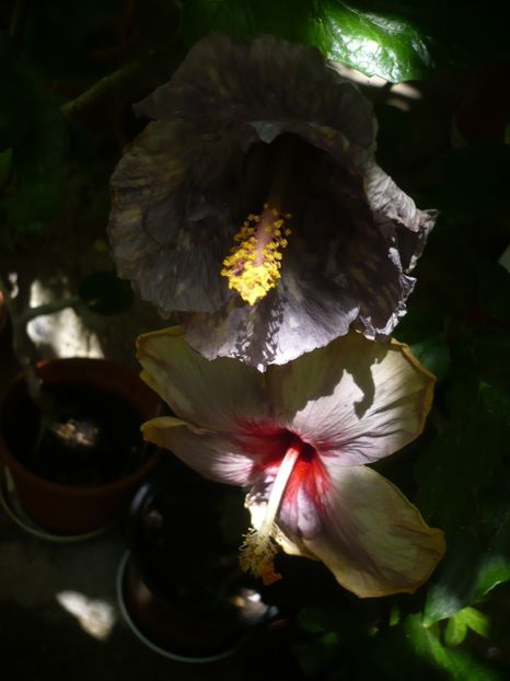 P1390004 - HIBISCUSI 2018-3