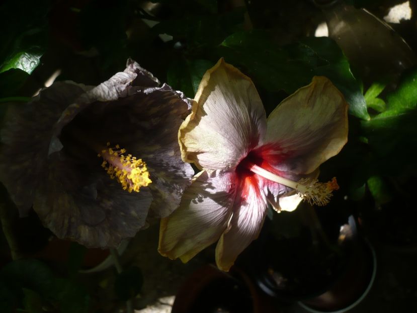 P1390005 - HIBISCUSI 2018-3