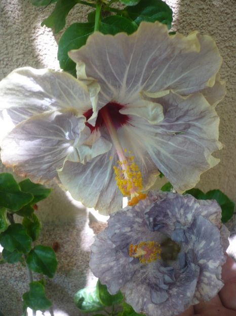 P1390001 - Moorea Teanihei