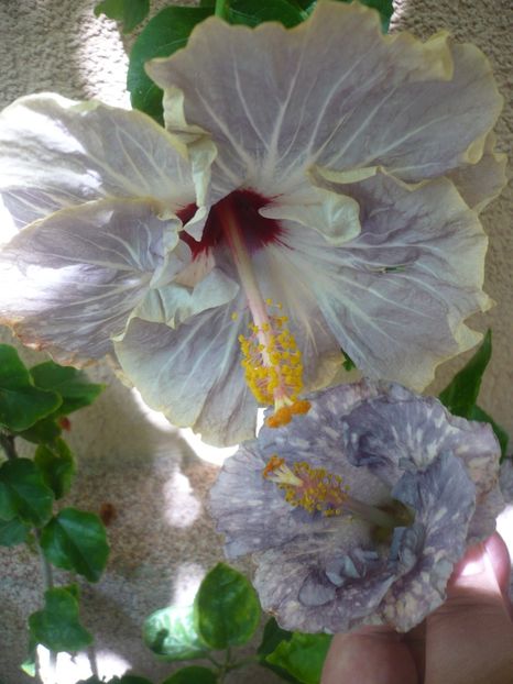 P1390002 - Moorea Teanihei