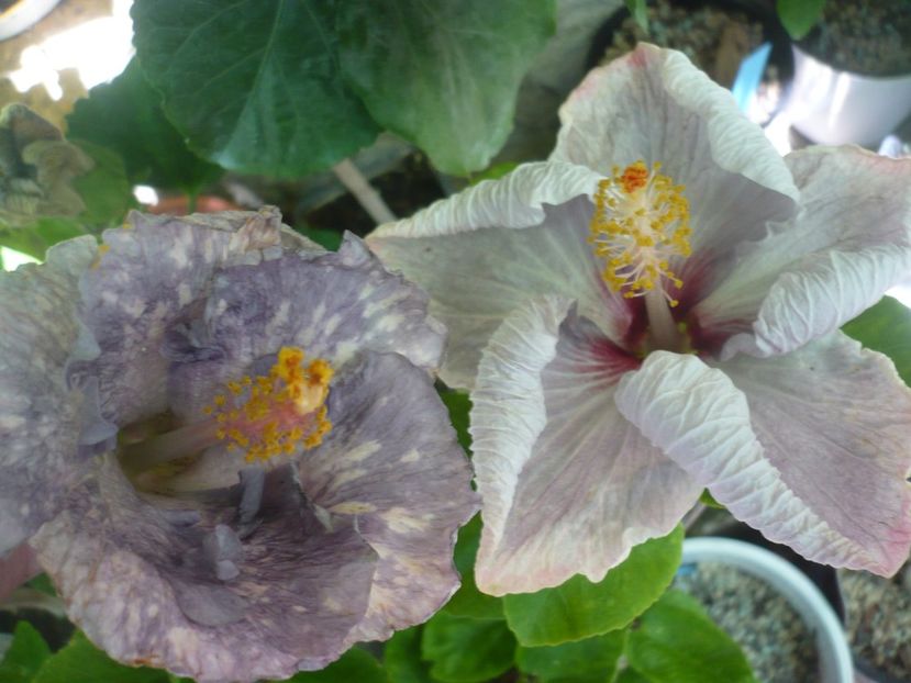 P1390008 - Moorea Teanihei