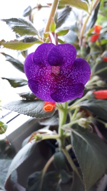  - R18 Jennifer Goode - renuntat