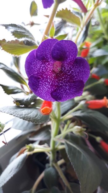  - R18 Jennifer Goode - renuntat