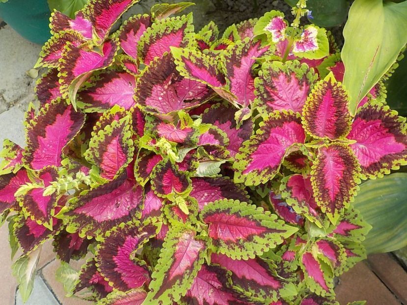  - coleus