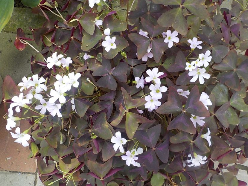  - oxalis