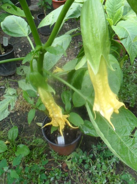  - Angells Endells Summer