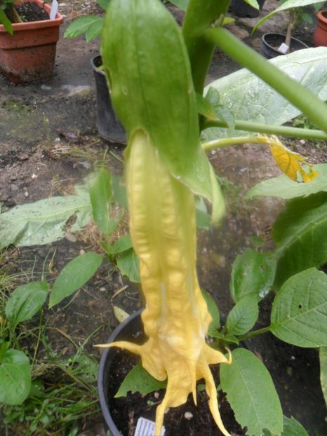  - Angells Endells Summer