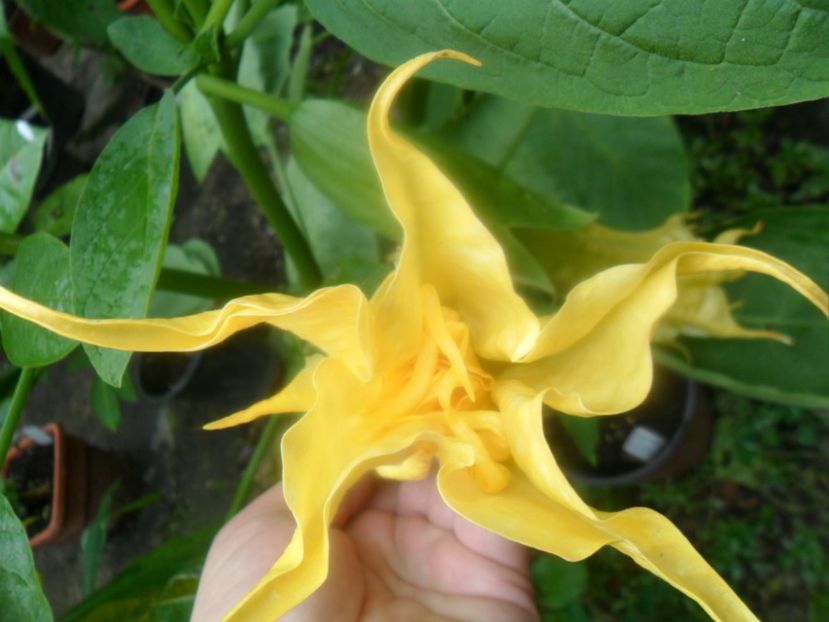  - Angells Endells Summer