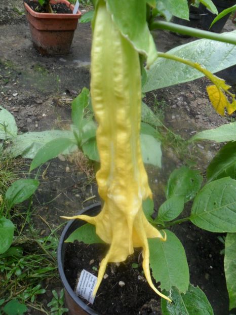  - Angells Endells Summer