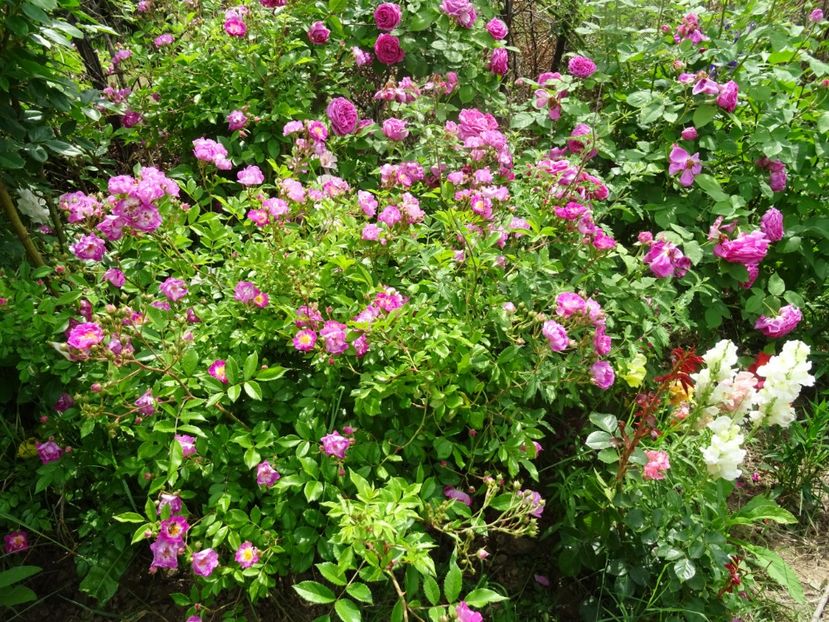 2014-10-02 23.08.43 - Hermann Schmidt rose