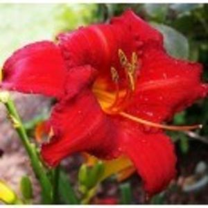 chicago apache - HEMEROCALLIS achizitionati in 2017 si 2018