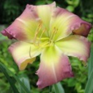 regency  heights - HEMEROCALLIS achizitionati in 2017 si 2018