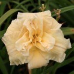 schnickel  fritz - HEMEROCALLIS achizitionati in 2017 si 2018