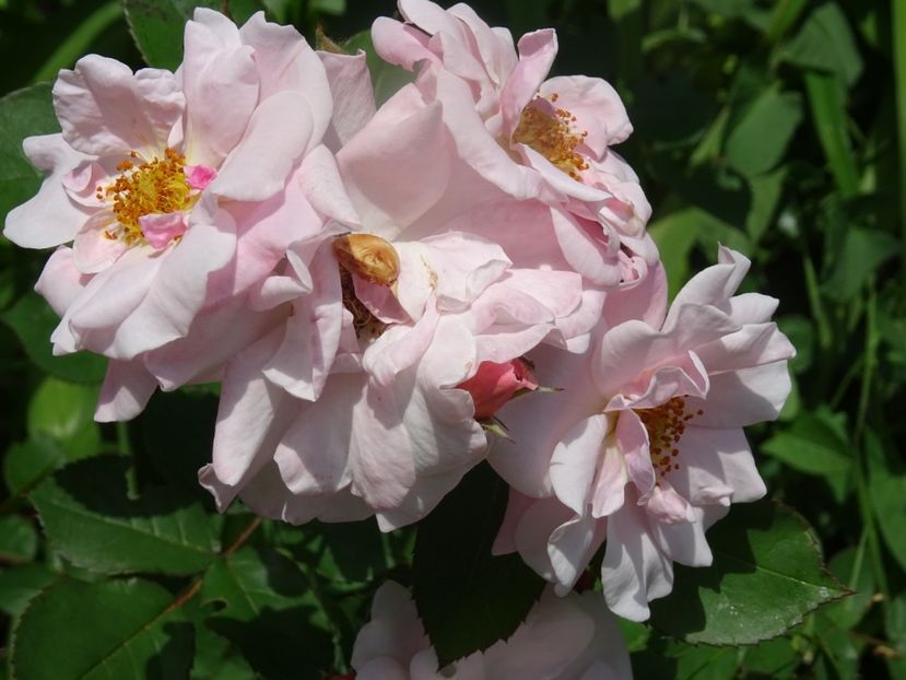 2014-09-30 01.49.32 - Meilland- Clair Matin