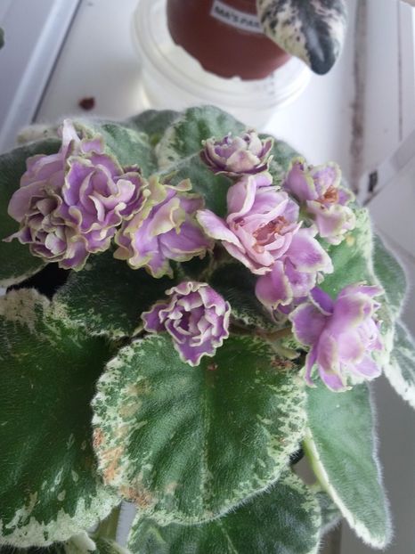 Buckeye Saucy Irish  (28-07-2018) - Violete 2018