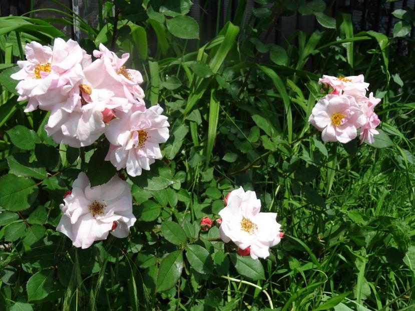 2014-09-30 01.49.42 - Meilland- Clair Matin