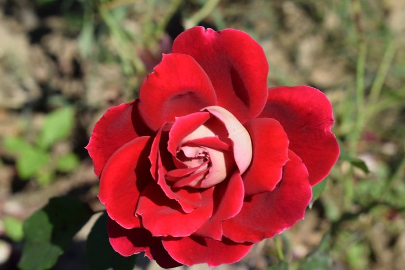  - TRANDAFIRI VARA 2018 III