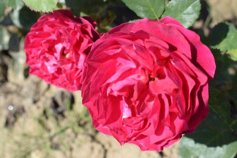  - TRANDAFIRI VARA 2018 III