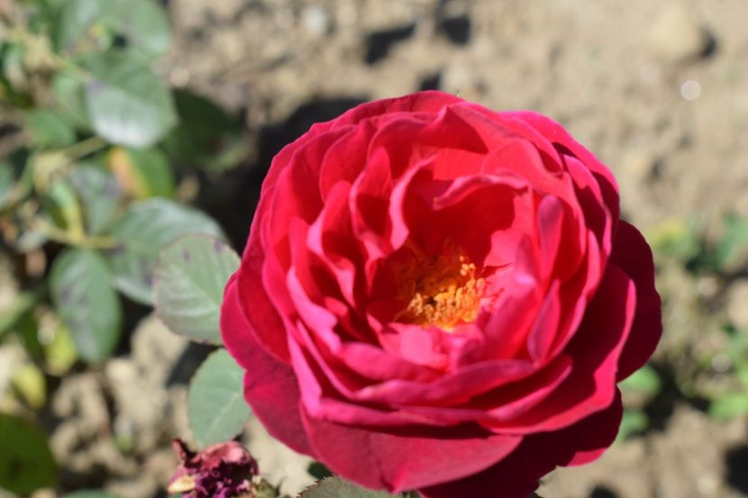  - TRANDAFIRI VARA 2018 III