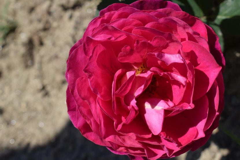  - TRANDAFIRI VARA 2018 III