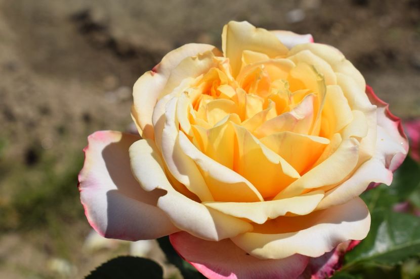  - TRANDAFIRI VARA 2018 III