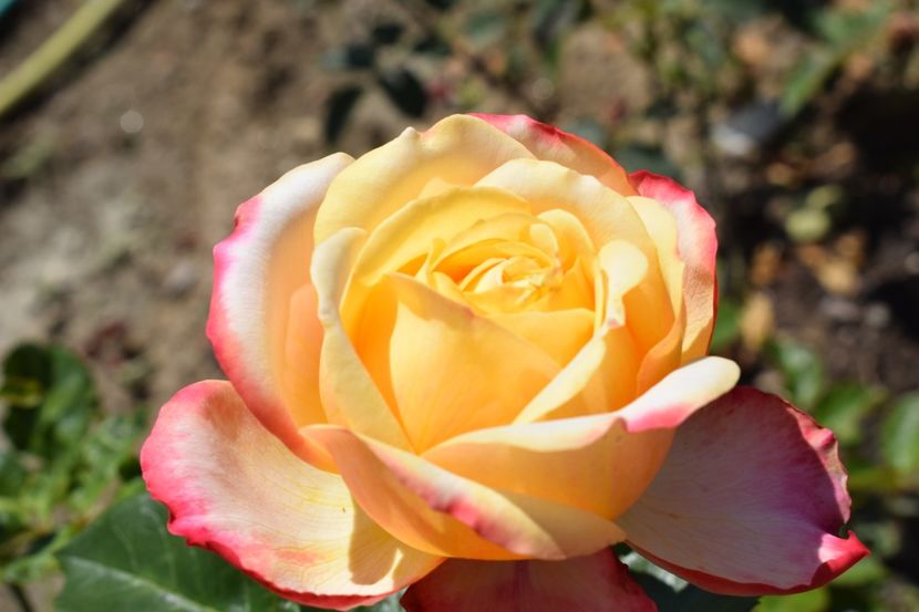  - TRANDAFIRI VARA 2018 III